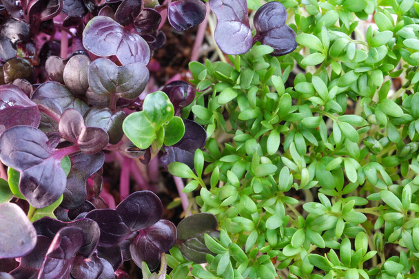 Жива зростаюча мікрозелень паростки водоростей і фіолетовий редька крупним планом овочевий фон здорової рослинної добавки в салатах
 - Фото, зображення
