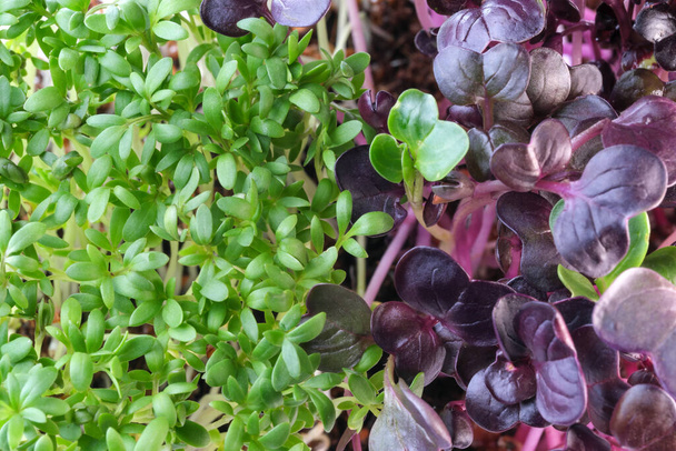 Live growing micro greens sprouts of watercress and purple radish close-up vegetable background healthy vegetable supplement in salads - Photo, Image