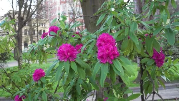 Beautiful red flowers of rhododendron close-up with lush foliage in a city park against the background of ancient buildings in blur - Footage, Video