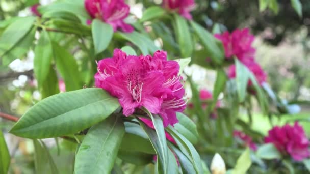 Ανθισμένο ροζ λουλούδι ροδόδεντρο κοντά σε θάμνους λουλουδιών την άνοιξη - Πλάνα, βίντεο