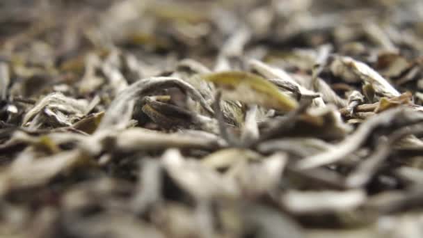 White Chinese tea falls in slow motion. Macro. Dolly shot. Dried leaves for the tea ceremony - Footage, Video