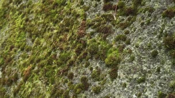 Moss en una roca de montaña de cerca. Lichen sobre una piedra erosionada porosa - Metraje, vídeo