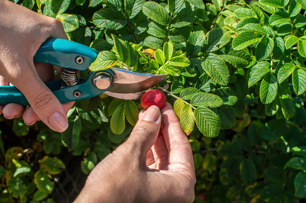 Руки молодой женщины, держащей садовые ножницы, срезали спелые розовые ягоды с ветки. Деталь женского тазобедренного шиповника ручной работы из некультивируемого куста - Фото, изображение