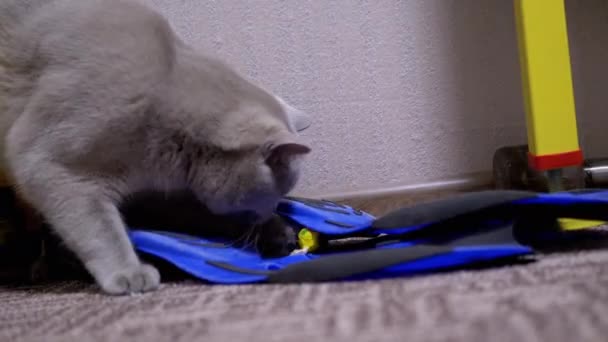 Gray Active Britse huiskat spelen papier snoep Paws in de kamer. 4K. - Video