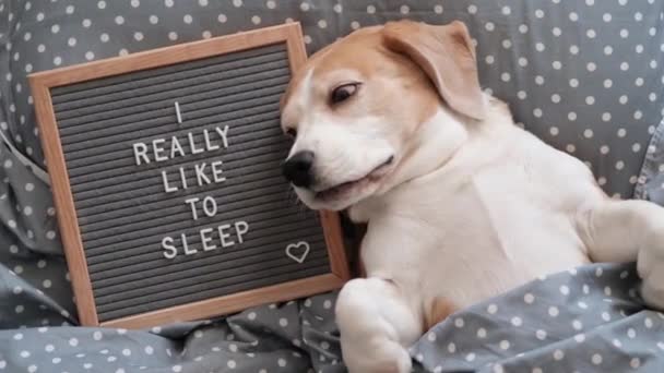 aranyos kutya fajta beagle vicces alszik a párnán a takaró alatt. Mellette egy deszka, angol felirattal. Nagyon szeretek aludni. - Felvétel, videó
