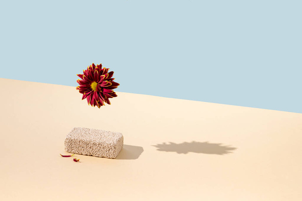 Eine wunderschöne blühende weinrote und gelbe Gänseblümchenblume, die über einem Stein schwebt, der auf einem sandfarbenen Hintergrund liegt. Kreatives Kunstkonzept. Minimales Design. - Foto, Bild