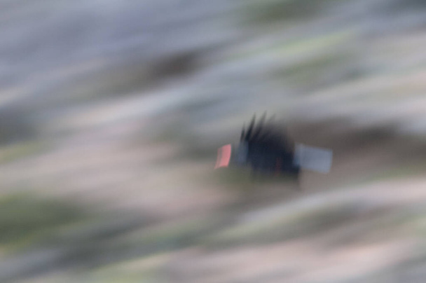 Massa de bico vermelho Pyrrhocorax pyrhocorax barbarus voando. Desfoque de imagem para sugerir movimento. Cumbre Vieja N. P. La Palma. Ilhas Canárias. Espanha. - Foto, Imagem