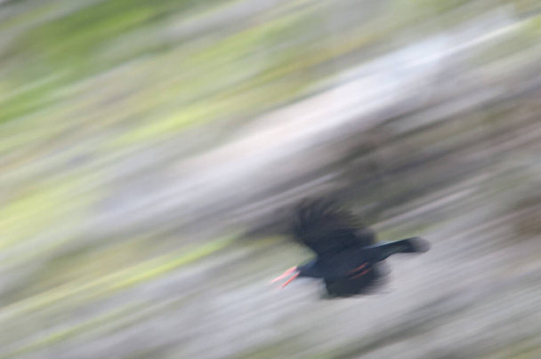 Red-billed chough Pyrrhocorax pyrrhocorax barbarus flying. Picture blur to suggest movement. Cumbre Vieja N. P. La Palma. Canary Islands. Spain. - Photo, Image