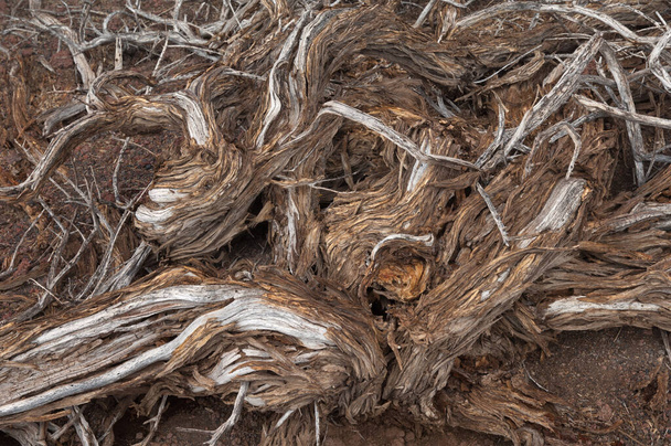 Arbusto morto Adenocarpus viscosus. Parco Nazionale della Caldera de Taburiente. La Palma. Isole Canarie. Spagna. - Foto, immagini