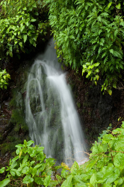 Waterfall in the water source of Cordera. Marcos y Cordera. Las Nieves Natural Park. La Palma. Canary Islands. Spain. - Photo, Image