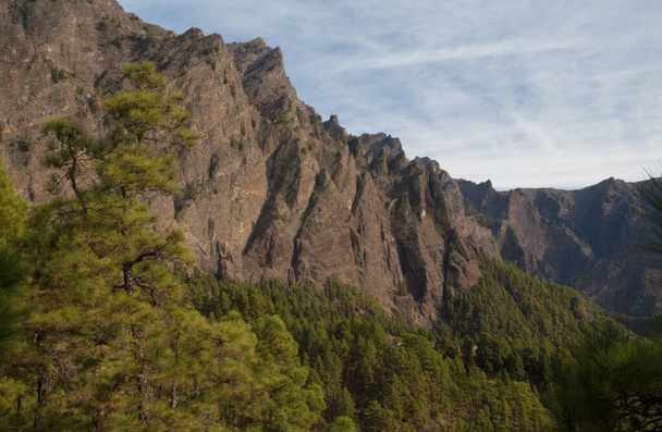 Kliffen en bos van Canarische Eiland dennen Pinus canariensis. Nationaal park Caldera de Taburiente. La Palma. Canarische Eilanden. Spanje. - Foto, afbeelding