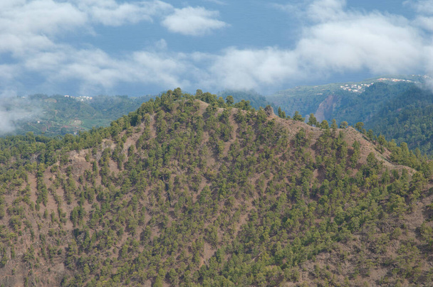 Bos van Canarische Eiland dennen Pinus canariensis op een heuvel. La Palma. Canarische Eilanden. Spanje. - Foto, afbeelding