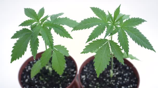 MACRO : Plan détaillé de deux plants illégaux de marijuana poussant dans deux petits pots. - Séquence, vidéo