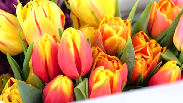 multicolor bouquet or set of various fresh tulips - Footage, Video