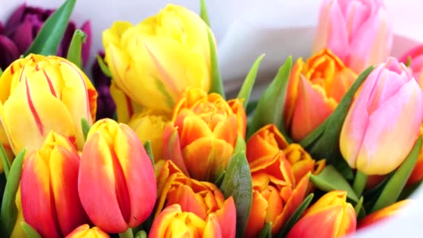 разноцветный букет или набор различных свежих тюльпанов - Кадры, видео