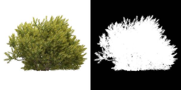 Widok z przodu drzewa (Chamaecyparis Pisifera Sungold) png z kanałem alfa do wycięcia renderowania 3D - Zdjęcie, obraz