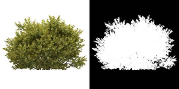 Left view of tree (Chamaecyparis Pisifera Sungold) png with alpha channel to cutout 3D rendering - Photo, Image