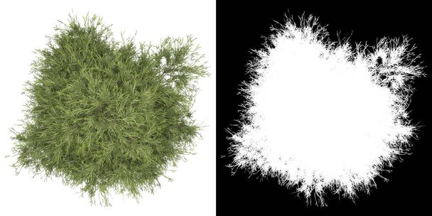 Vista superior da árvore (Filifera Aureai) png com canal alfa para recortar renderização 3D - Foto, Imagem
