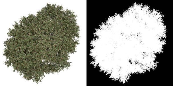 Vista superior da árvore (Juniperus Communis) png com canal alfa para recortar a renderização 3D - Foto, Imagem