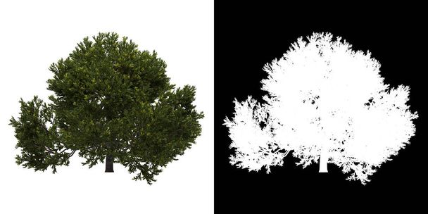 Vue gauche de l'arbre (Juniperus Occidentalis Rheingold) png avec canal alpha pour découper le rendu 3D - Photo, image