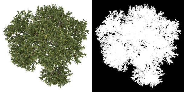 Top view of tree (Juniperus Occidentalis Rheingold) png with alpha channel to cutout 3D rendering - Photo, Image