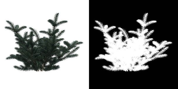 Left view of tree (Picea Pungens) png with alpha channel to cutout 3D rendering - Photo, Image
