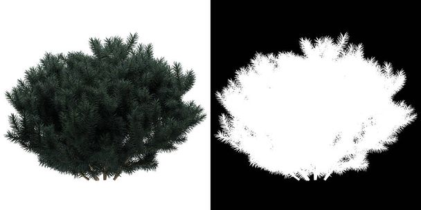 Front view of tree (Picea Pungens) png with alpha channel to cutout 3D rendering - Photo, Image