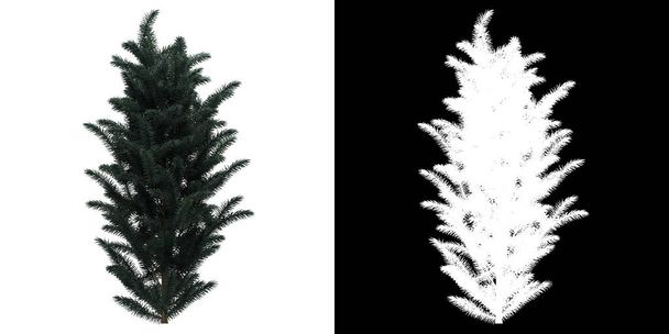 Left view of tree (Picea Pungens) png with alpha channel to cutout 3D rendering - Photo, Image