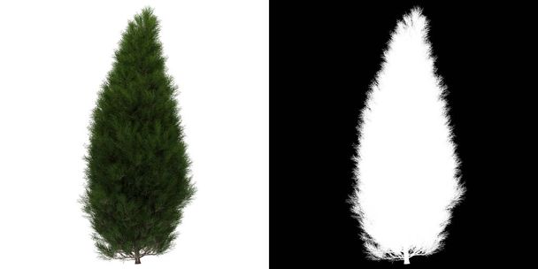 Front view of tree (Platycladus Orientalis) png with alpha channel to cutout 3D rendering - Photo, Image