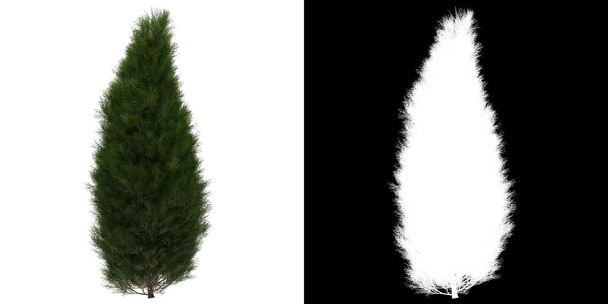 Left view of tree (Platycladus Orientalis) png with alpha channel to cutout 3D rendering - Photo, Image