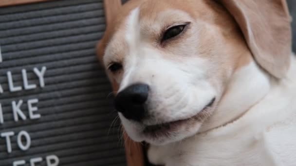 söpö koirarotu beagle hauska nukkuminen tyynyllä peiton alla. Sen vieressä on puulauta, johon on kaiverrettu englanniksi. Tykkään nukkua. - Materiaali, video