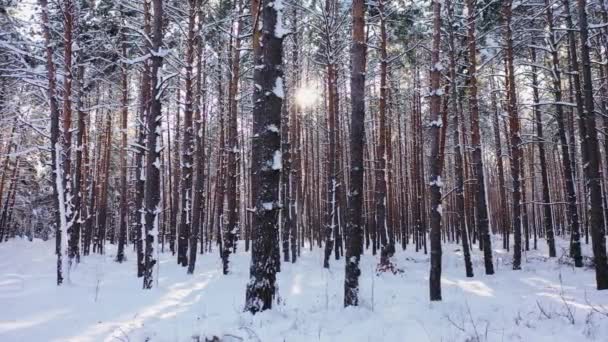 Západ slunce v lese mezi stromy kmeny v zimním období letecký pohled. - Záběry, video