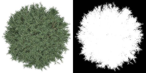 Horní pohled na strom (Platycladus Orientalis) png s alfa kanálem k vyříznutí 3D vykreslování - Fotografie, Obrázek