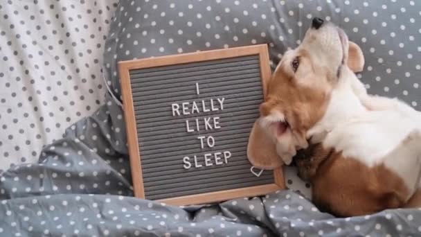 lindo perro raza beagle divertido dormir en la almohada debajo de la manta. junto a ella hay una tabla de madera con una inscripción en inglés. Me gusta mucho dormir. - Metraje, vídeo