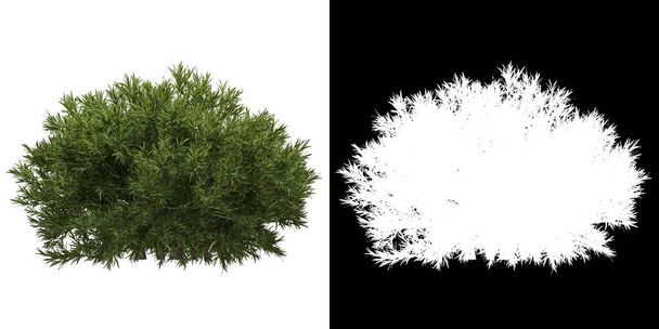 Vista esquerda da árvore (Sabina Pingii) png com canal alfa para recortar a renderização 3D - Foto, Imagem