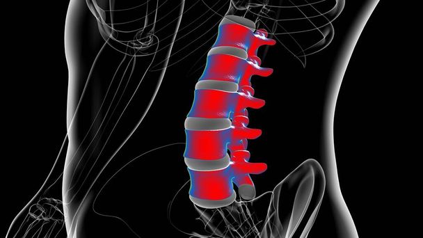 Esqueleto humano coluna vertebral vértebras lombares anatomia 3D ilustração - Foto, Imagem