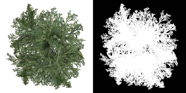 Vista superior da árvore (Selaginella Tamariscina) png com canal alfa para recortar a renderização 3D - Foto, Imagem