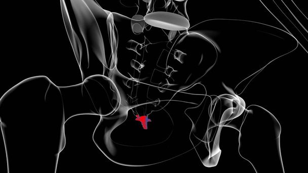 ヒューマンスケルトン縦型コラム｜Coccyx or tail bone解剖学3Dイラスト - 写真・画像