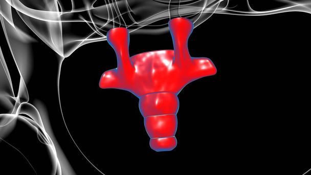 Позвоночник человека Копчик или хвостовая кость Анатомия 3D Иллюстрация - Фото, изображение