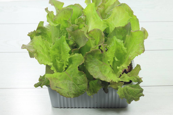 Trento red lettuce salad - Photo, Image