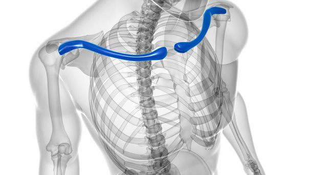 人体骨格解剖学鎖骨3Dレンダリング｜医学的概念のためのレンダリング - 写真・画像