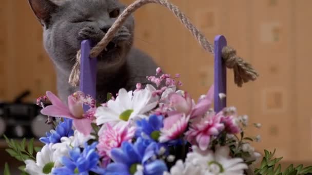 Grijze Britse kat zit in de buurt van vaas met bloemen, chrysanten, en knagen boeket - Video