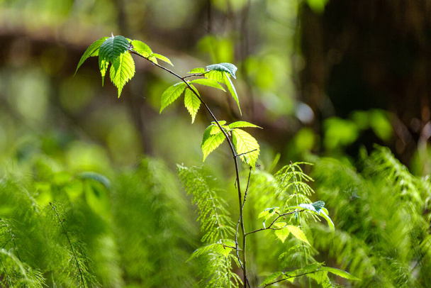 πράσινο φύλλωμα καλοκαίρι αφηρημένη υφή με φύλλα δέντρων και θαμπάδα φόντο - Φωτογραφία, εικόνα