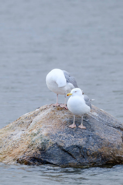 par de gaivotas descansando sobre rochas em água e pescando por comida - Foto, Imagem