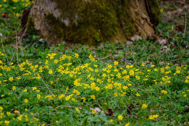 fényes színes tavaszi rét sárga pitypangokkal zöld háttéren. nyári textúra természetben - Fotó, kép