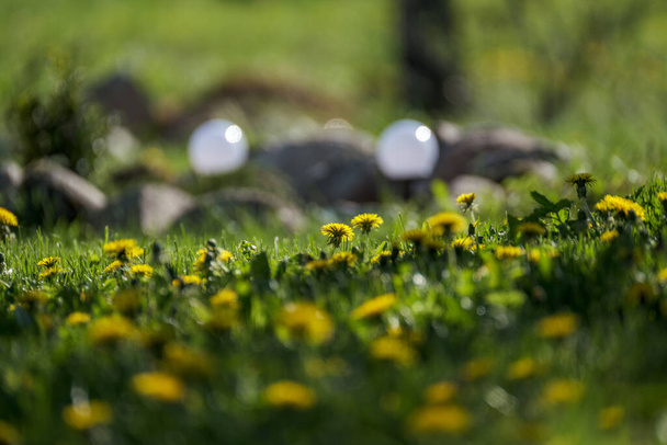 яскравий барвистий весняний луг з жовтими кульбабами на зеленому фоні. літня текстура в природі
 - Фото, зображення