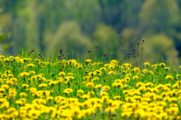Yeşil arka planda sarı karahindibaları olan parlak renkli bahar çayırları. Doğadaki yaz dokusu - Fotoğraf, Görsel