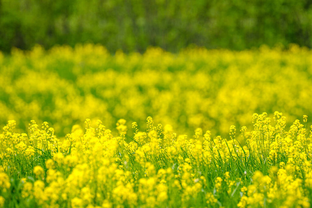 bright colorful spring meadow with yellow dandelions on green background. summer texture in nature - Photo, Image