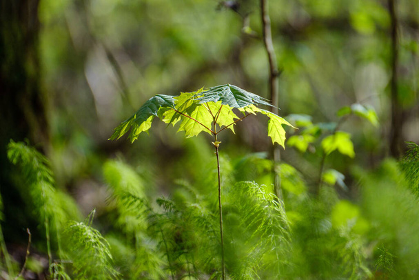 зеленая летняя листва абстрактная текстура с листьями деревьев и размытым фоном - Фото, изображение
