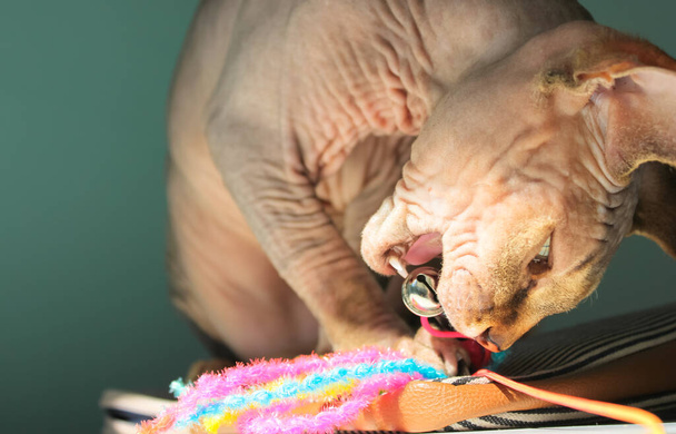 Un hermoso gato esfinge canadiense está jugando con un colorido juguete para mascotas. Un gato enfocado en su presa. Instintos depredadores en el gato doméstico, masticando un juguete. Lugar para el texto.  - Foto, imagen